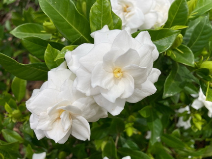 20211104 120436 IMG 9261